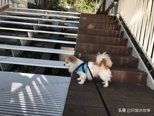 在深圳,领养一只流浪狗,一年要花多少钱