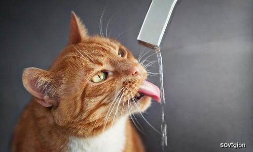 铲屎官的疑惑 猫咪什么水都喝,唯独不喝自己杯子里的水