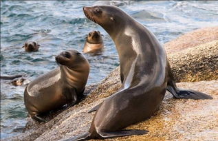 萌萌的海豹 海狮和海狗怎么区分 