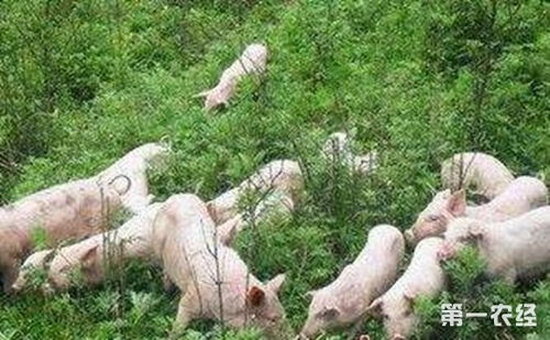 一亩地能养多少猪 养殖地承载力分析