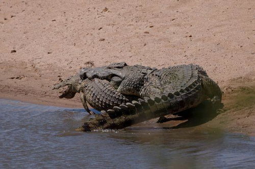 不可思议 南非1000斤重成年巨鳄饥饿难忍,竟吃掉自己的鳄鱼宝宝