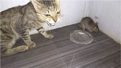 为什么猫捉老鼠不会被咬,而人捉老鼠会被咬呢 看完你就都懂了 