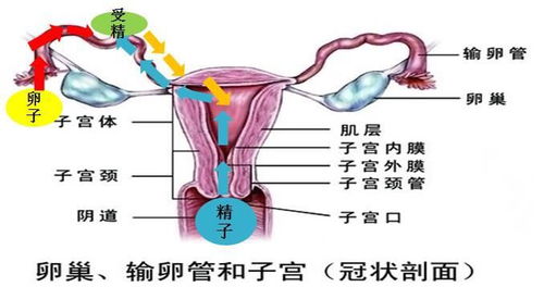 试管婴儿宫外孕的几率,试管婴儿技术：宫外孕的风险与应对策略
