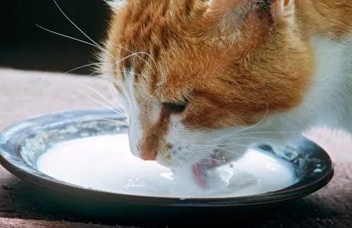猫咪为什么不能吃人类的食物 这20种食物对猫有害,尤其是火腿肠
