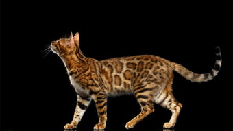 被称为猫中贵族 行走的人民币 之一 孟加拉豹猫