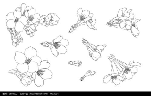 樱花梅花手绘线描稿 图片信息欣赏 图客 Tukexw Com