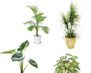 什么植物吸收甲醛好,室内植物种植技巧 