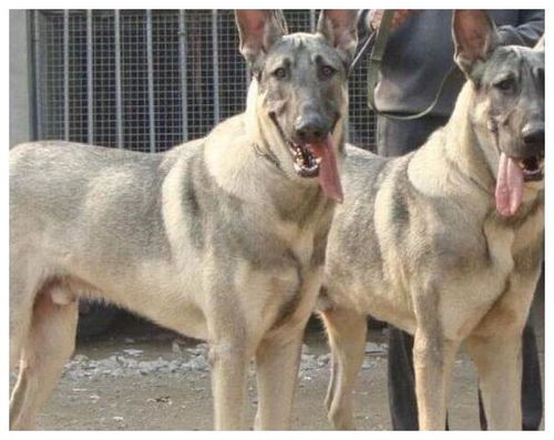 来自东北黑土地的2种犬,老百姓称它们为 东北二狼 ,看家法宝