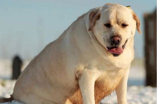 天生易胖体质的5种狗, 一胖毁所有 ,连呼吸都是错的