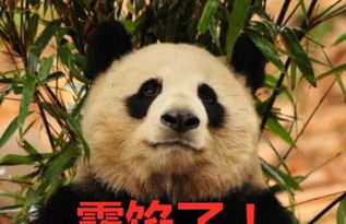 大熊猫坐着休息,却被游客质疑是人 扮演 ,网友 这成精了