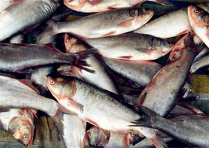 白鲢鱼2018年多少钱一斤 什么时间放养最好 为啥价格那么便宜