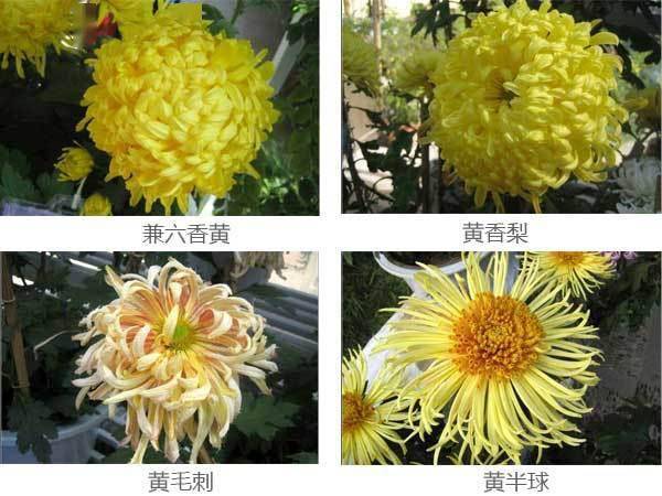 十大名贵菊花品种大全,十大菊花名贵品种排名墨菊耐寒吗？