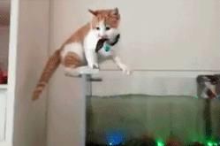 家里养鱼被猫偷吃怎么办 看完秒懂,同样是鱼,差别怎么那么大