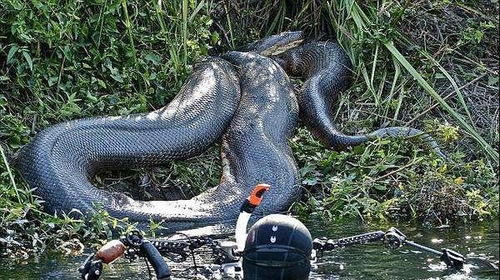 世上最大蛇类亚马逊森蚺,最长的网纹蟒,哪个对人类威胁更大些