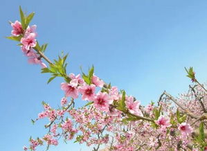 芜湖的 十里桃花 和 三生三世 ,太惊艳了 