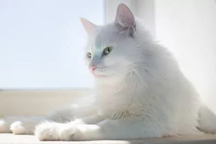 白猫不能晒太阳