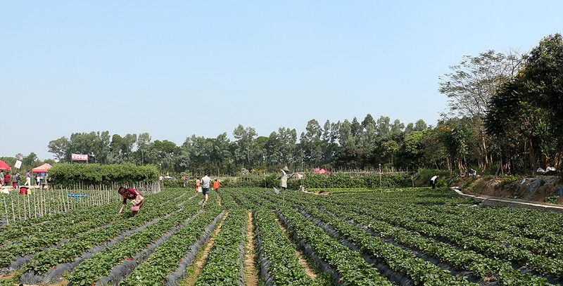 乡村数字化家庭菜园管理