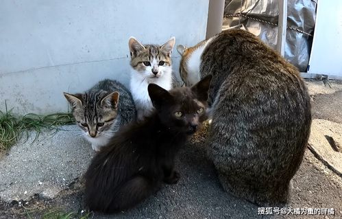 猫妈妈大胆带着3个孩子见恩人,本想送走小狸猫,却成全了小黑猫