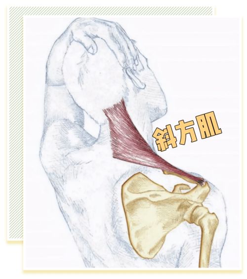 2,什麼人不適合練小燕飛小燕飛標準動作學燕子飛的動作