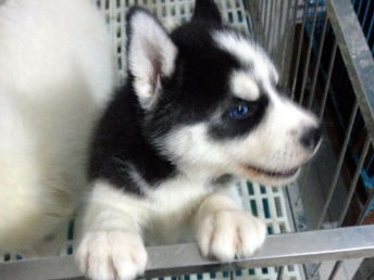 图 天津汉沽烟灰色哈士奇幼犬一般多少钱一只 天津宠物狗 