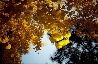 秋天的银杏树图片自拍,秋天会变黄的树叶