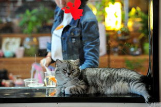 猫咪咖啡书店 亮相南京 猫星人陪喝陪读 
