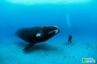 在幽暗的海洋深处,潜伏着地球上体型最大的一种动物 