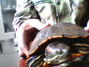 乌龟头部两边红色 尾部呈荷叶形状这是什么乌龟 这种乌龟值钱不 知道的速回 