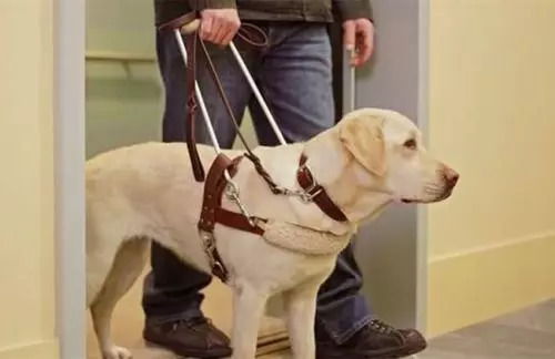 长沙市养犬管理条例 审议通过 遛狗一律牵绳 戴嘴套