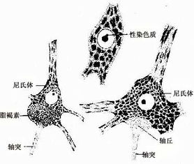 组织学与胚胎学 一 神经元 