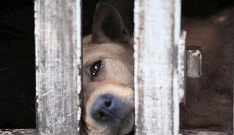 救狗行动,昆明警方从黑屠宰场救出40多条被盗的狗 
