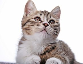 小猫眼睛流脓是怎么回事,眼睛流脓会失明吗