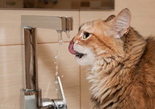 猫咪突然大量喝水,其实暗示着这几件事,主人要注意了