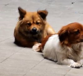 广州这个社区3天内10多只宠物狗离奇死亡 它们有一个共同点