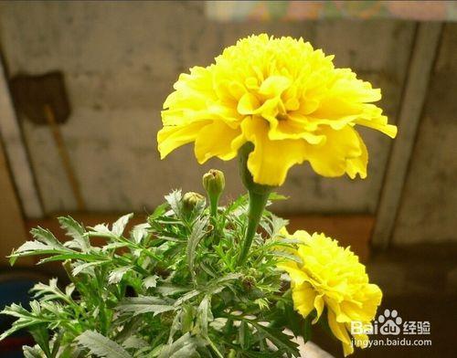 黄康乃馨花语,黄色康乃馨的花语是什么
