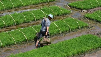 农田肥沃，灾后重建，粮食生产如何“复兴”？