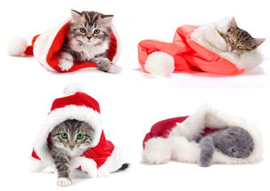 4张白底圣诞帽里超萌的小猫咪动物素材高清图片素材打包下载 