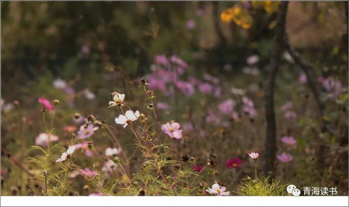 山野中的秋花