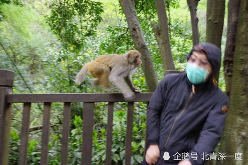 贵阳黔灵山5927起 猴伤人 背后 公园一年猴子开销200万,分流困难