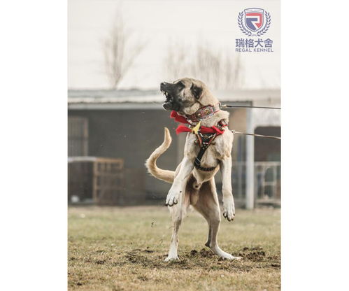 哪里有大型坎高犬 大型坎高犬 北京瑞阁宠物公司 