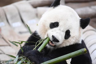 大熊猫便便做成纸巾 售价不菲