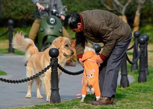 养狗的人的8个优点,教你为何要和养狗的人做朋友 好有道理 搜狐其它 搜狐网 