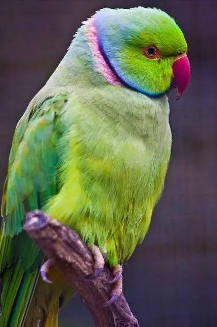 色彩斑斓的鹦鹉 