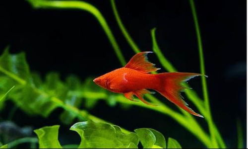 红剑鱼怎么样 价格 品种 红剑鱼繁殖 红剑鱼图片 保障网百科 
