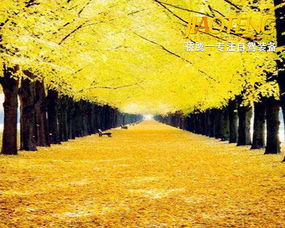 骄腾自驾 秋天到了,一起去看看中国最美的秋