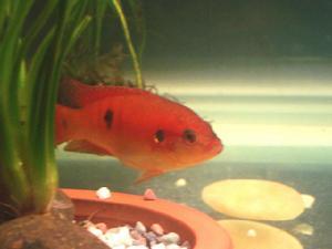 红宝石鱼多久产卵一次？