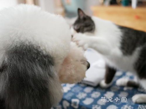 为什么有猫有狗的人,都不建议你猫狗一起养 网友 幸好你告诉我