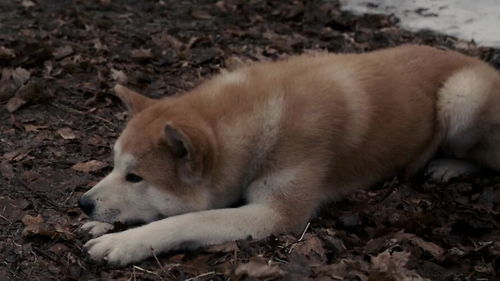 忠犬八公物语电影完整版免费星辰,标签。