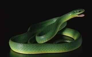 在当地饲养蛇来看家 这种对人类最友好的蛇 人们叫它看家蛇