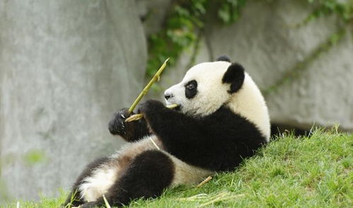 熊猫是保护动物,呆萌可爱,招人喜欢 